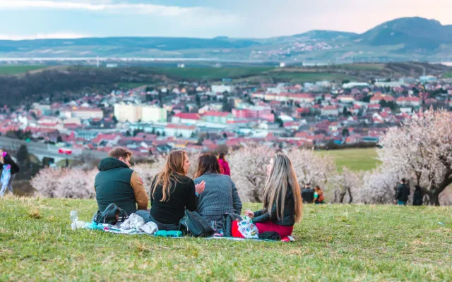 V Hustopečích na Břeclavsku kvetou mandloně. Nadšence do sadů lákají mandlové dobroty i místní vína