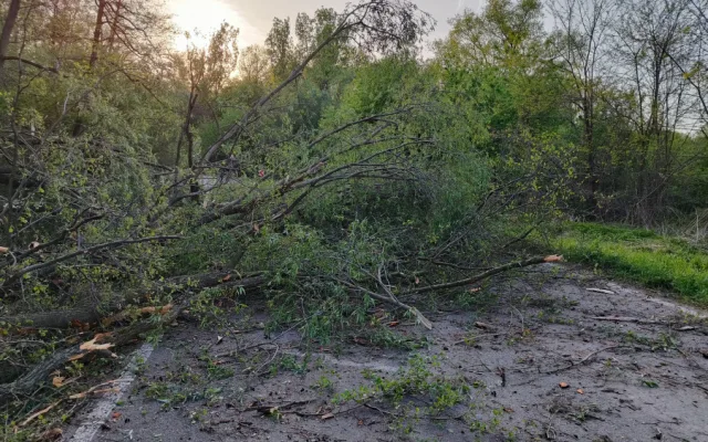 Na Hodonínsku praskl vzrostlý strom a hrozil jeho pád. Hasiči ho pomocí trhaviny odstřelili