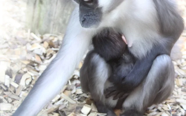 V hodonínské zoo se narodila ohrožená opička