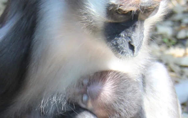V hodonínské zoo se narodila ohrožená opička
