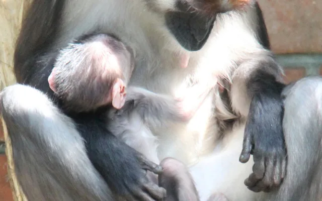 V hodonínské zoo se narodila ohrožená opička
