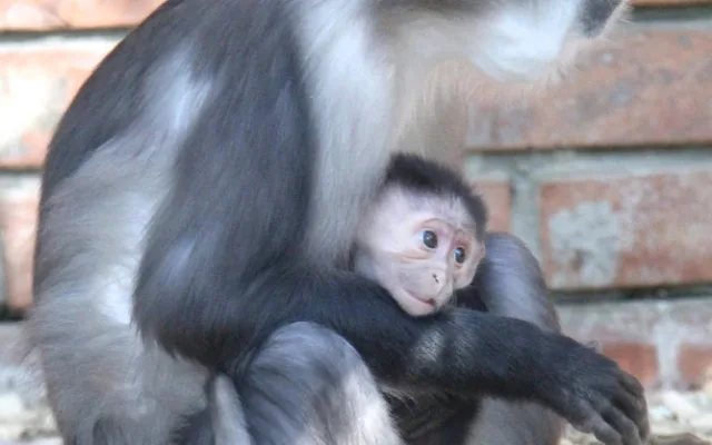 V hodonínské zoo se narodila ohrožená opička