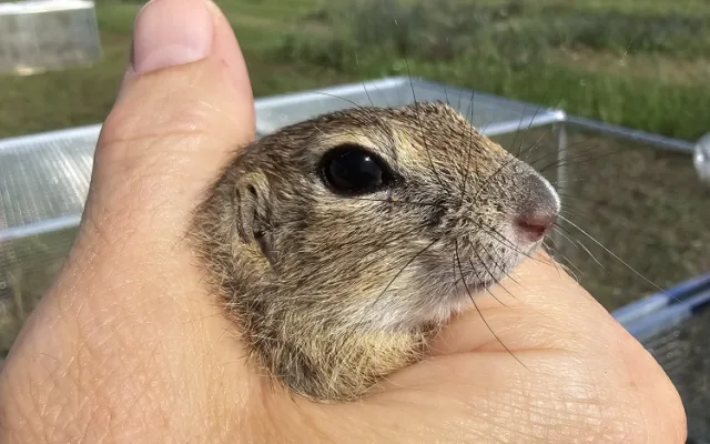 Brněnská zoo navrací ohrožené sysly na Jižní Moravu. Nový domov našli vzácní savci na Znojemsku