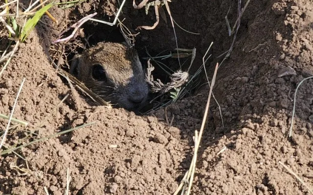 Brněnská zoo navrací ohrožené sysly na Jižní Moravu. Nový domov našli vzácní savci na Znojemsku