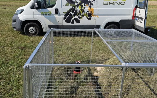 Brněnská zoo navrací ohrožené sysly na Jižní Moravu. Nový domov našli vzácní savci na Znojemsku