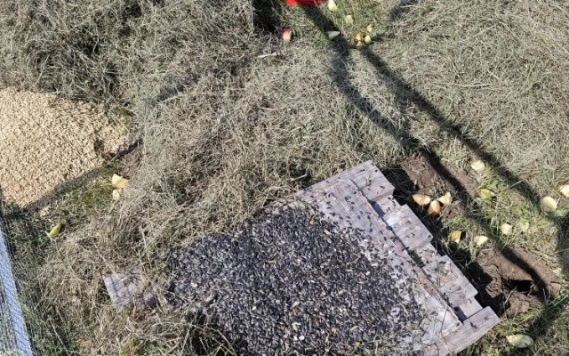 Brněnská zoo navrací ohrožené sysly na Jižní Moravu. Nový domov našli vzácní savci na Znojemsku