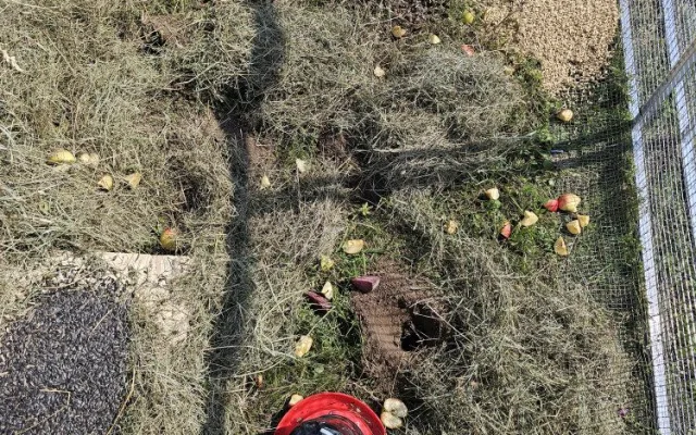 Brněnská zoo navrací ohrožené sysly na Jižní Moravu. Nový domov našli vzácní savci na Znojemsku