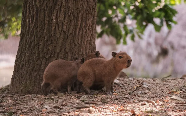 Brňané se konečně dočkali. V zoologické zahradě se narodily čtyři malé kapybary
