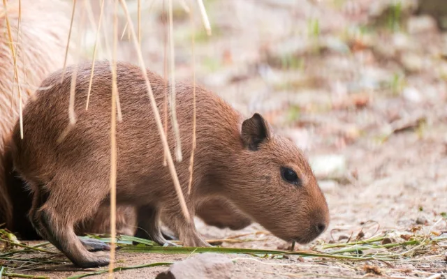 Brňané se konečně dočkali. V zoologické zahradě se narodily čtyři malé kapybary