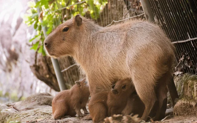 Brňané se konečně dočkali. V zoologické zahradě se narodily čtyři malé kapybary
