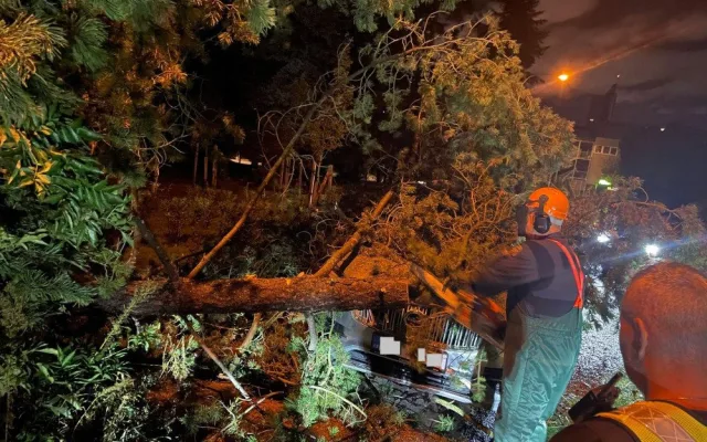 Vyvrácené stromy a polámané větve poničily auta v Brně