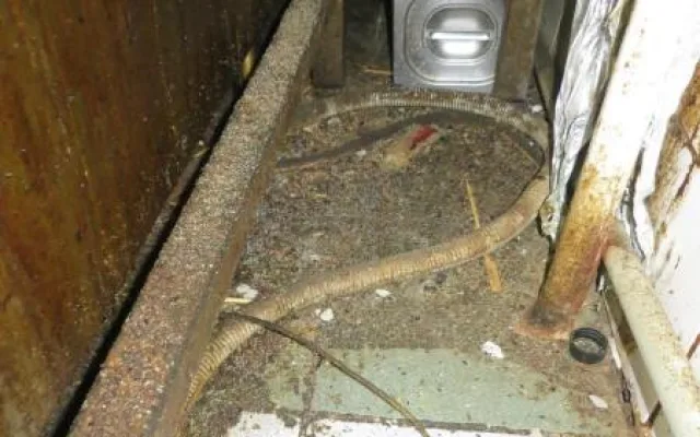 Plíseň, myší trus a mrtví hlodavci v kuchyni. Inspektoři zavřeli restauraci v centru Brna