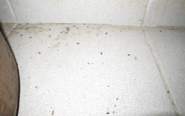 Plíseň, myší trus a mrtví hlodavci v kuchyni. Inspektoři zavřeli restauraci v centru Brna
