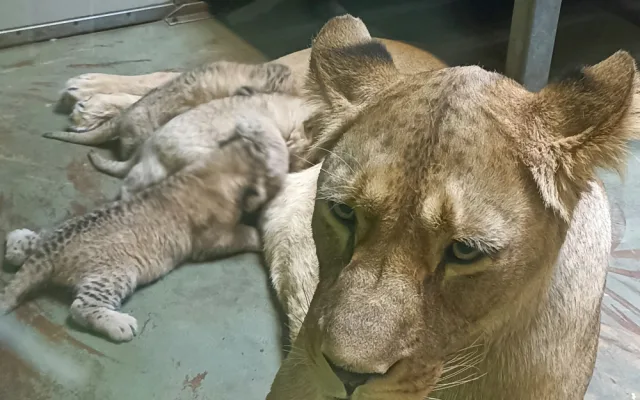 V hodonínské zoo jsou tři nová lvíčata. Daří se jim dobře
