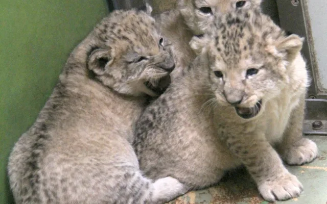 V hodonínské zoo jsou tři nová lvíčata. Daří se jim dobře