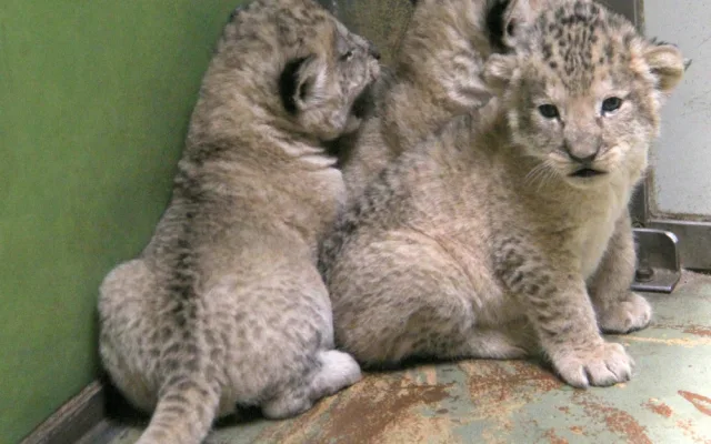 V hodonínské zoo jsou tři nová lvíčata. Daří se jim dobře
