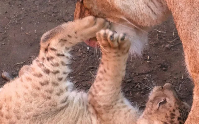 VIDEO: V hodonínské zoo se prohánějí tři nová lvíčata. Návštěvníci už je mohou vidět