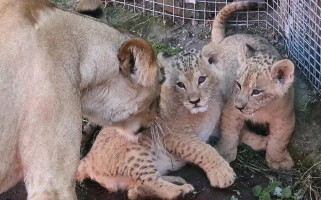 VIDEO: V hodonínské zoo se prohánějí tři nová lvíčata. Návštěvníci už je mohou vidět