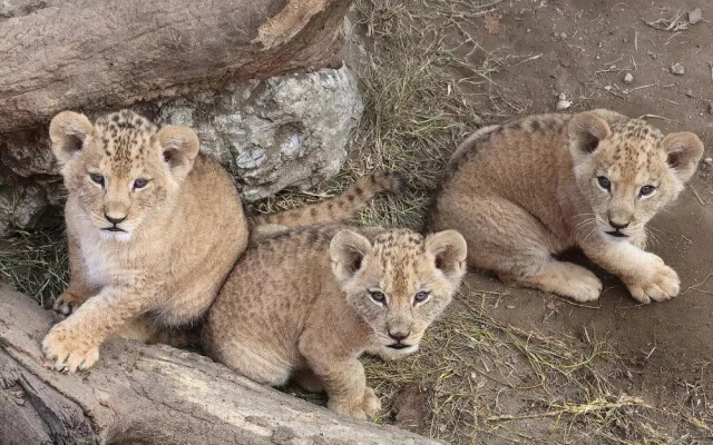 VIDEO: V hodonínské zoo se prohánějí tři nová lvíčata. Návštěvníci už je mohou vidět
