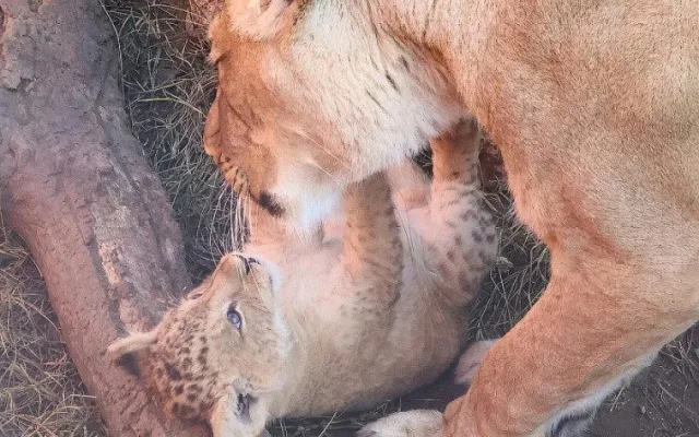 VIDEO: V hodonínské zoo se prohánějí tři nová lvíčata. Návštěvníci už je mohou vidět