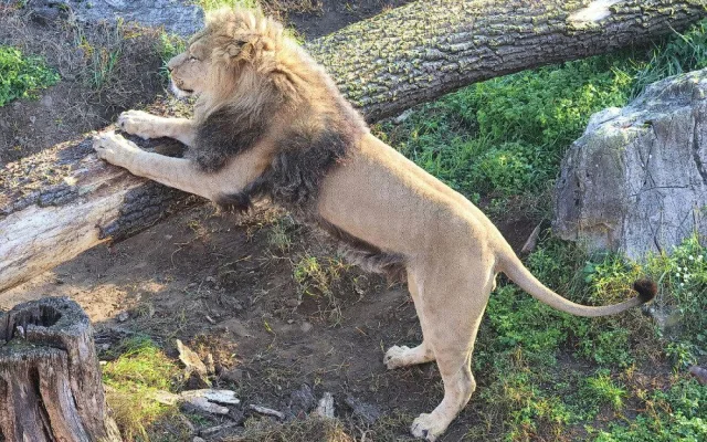 VIDEO: V hodonínské zoo se prohánějí tři nová lvíčata. Návštěvníci už je mohou vidět