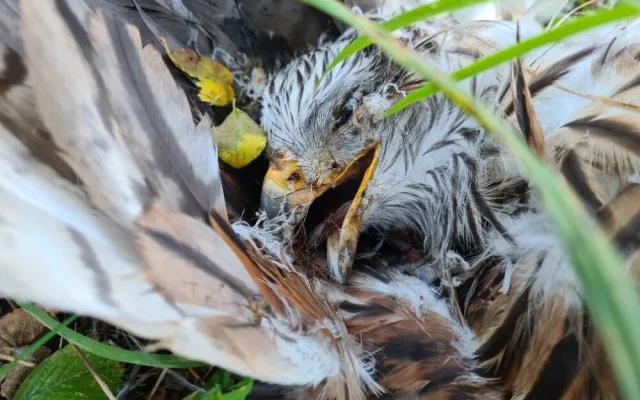 Někdo na Hodonínsku zastřelil ohroženého ptáka. Osmiletá samice luňáka červeného patřila k nejstarším v Česku