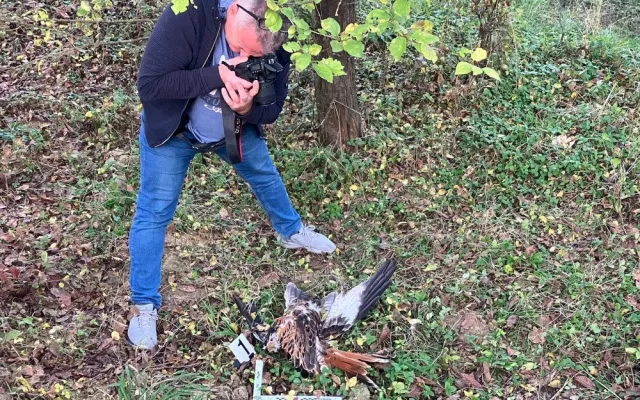 Někdo na Hodonínsku zastřelil ohroženého ptáka. Osmiletá samice luňáka červeného patřila k nejstarším v Česku