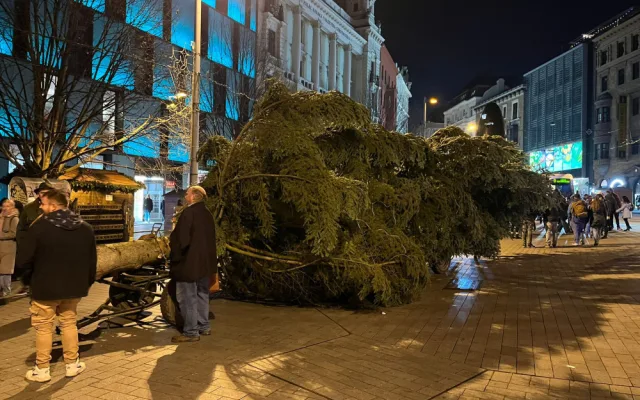 VIDEO: Do Brna dorazil vánoční strom. Stopadesátiletou jedli přivezli na koňském povoze