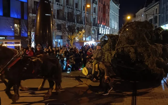 VIDEO: Do Brna dorazil vánoční strom. Stopadesátiletou jedli přivezli na koňském povoze