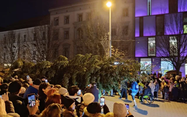 VIDEO: Do Brna dorazil vánoční strom. Stopadesátiletou jedli přivezli na koňském povoze