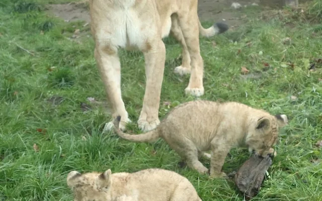 Další úspěch v životě tří lvíčat z hodonínské zoo. Chovatelé je spojili se samcem