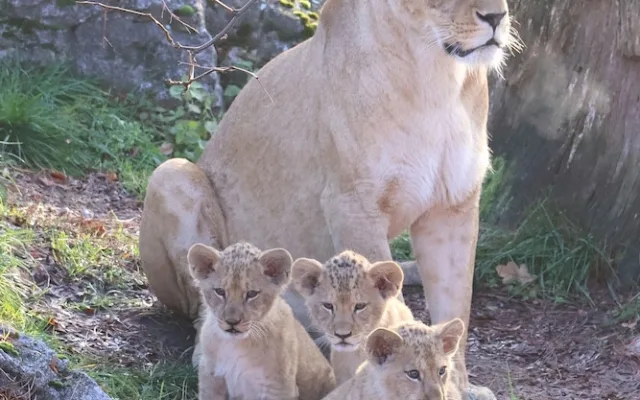 Další úspěch v životě tří lvíčat z hodonínské zoo. Chovatelé je spojili se samcem