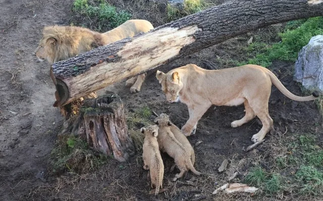 Další úspěch v životě tří lvíčat z hodonínské zoo. Chovatelé je spojili se samcem