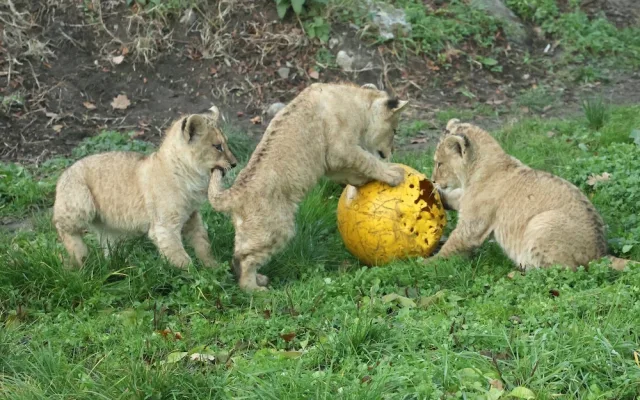 Další úspěch v životě tří lvíčat z hodonínské zoo. Chovatelé je spojili se samcem