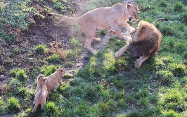 Další úspěch v životě tří lvíčat z hodonínské zoo. Chovatelé je spojili se samcem