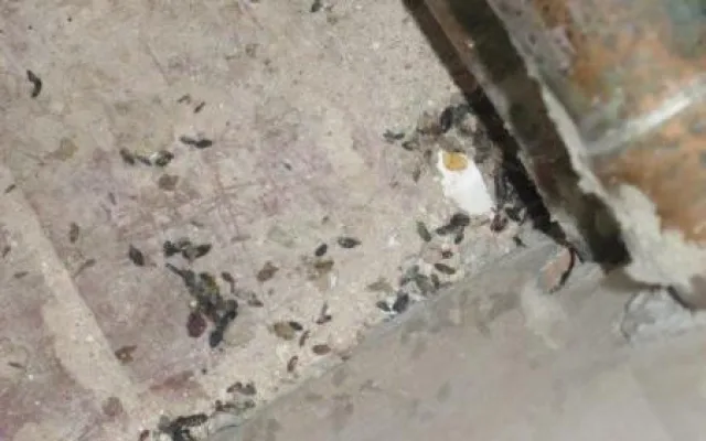 Plíseň, hmyz a myší bobky. Inspektoři zavřeli pekárnu v Letovicích na Blanensku