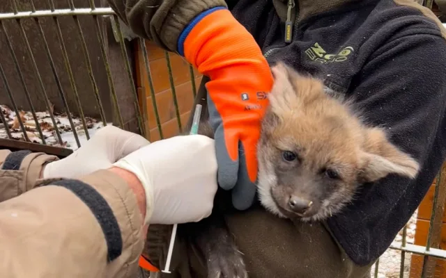 V brněnské zoo se narodila vlčí čtyřčata. Už skotačí ve výběhu, radují se chovatelé