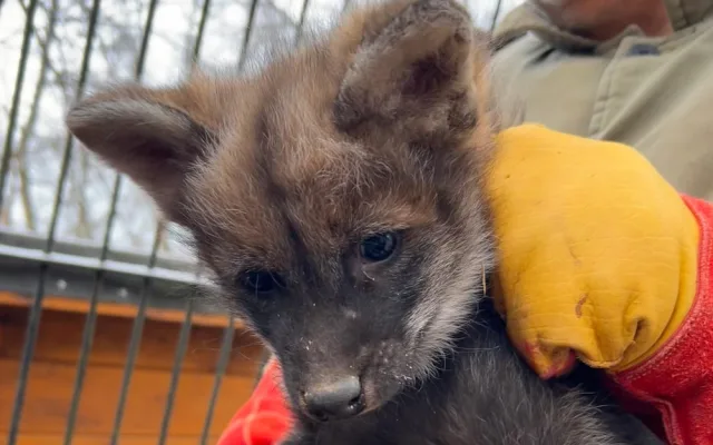 V brněnské zoo se narodila vlčí čtyřčata. Už skotačí ve výběhu, radují se chovatelé