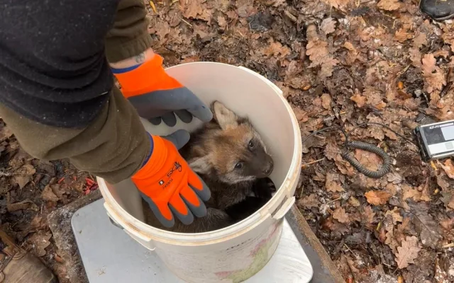 V brněnské zoo se narodila vlčí čtyřčata. Už skotačí ve výběhu, radují se chovatelé