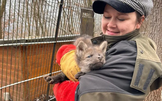 V brněnské zoo se narodila vlčí čtyřčata. Už skotačí ve výběhu, radují se chovatelé