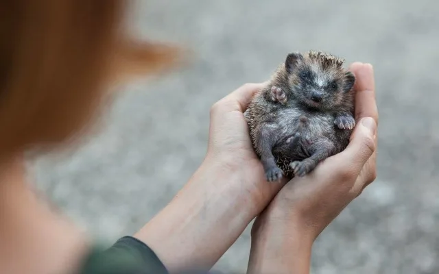 Osiřelá mláďata i exotické druhy. Záchranná stanice brněnské zoo už pomohla tisícům zvířat