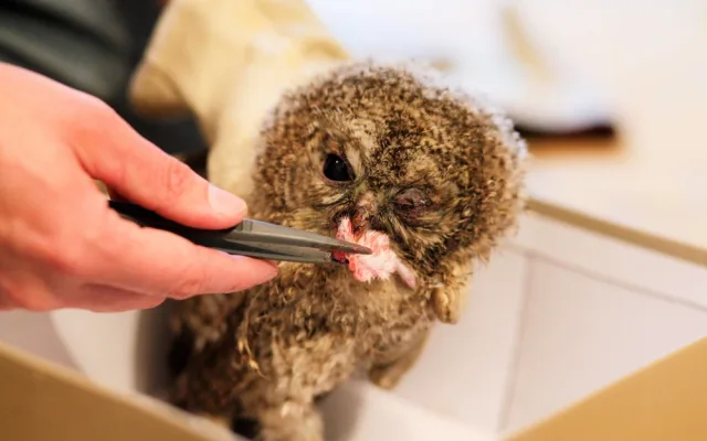 Osiřelá mláďata i exotické druhy. Záchranná stanice brněnské zoo už pomohla tisícům zvířat