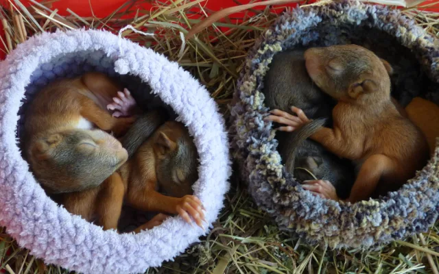 Osiřelá mláďata i exotické druhy. Záchranná stanice brněnské zoo už pomohla tisícům zvířat