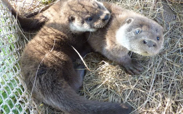 Osiřelá mláďata i exotické druhy. Záchranná stanice brněnské zoo už pomohla tisícům zvířat
