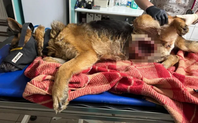 Na Vyškovsku někdo utýral fenku německého ovčáka. Zuboženou a nemocnou ji přivázal k bráně