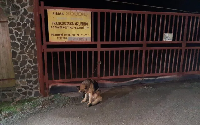 Na Vyškovsku někdo utýral fenku německého ovčáka. Zuboženou a nemocnou ji přivázal k bráně