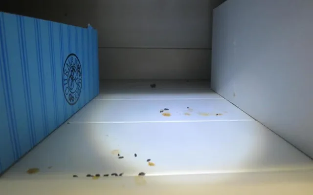 Myší bobky mezi rohlíky. Inspektoři zavřeli samoobsluhu v Brně