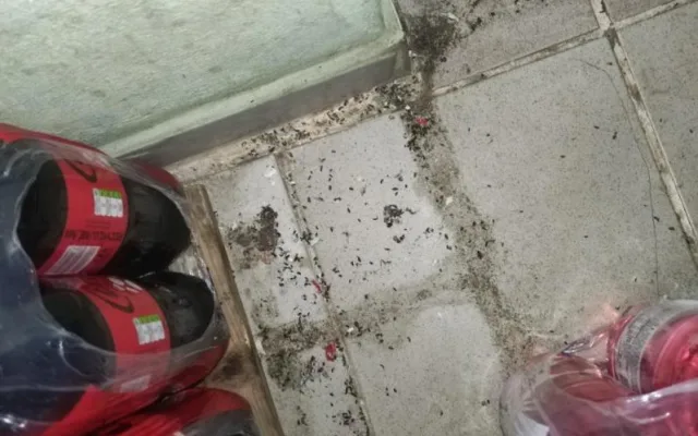 Myší bobky mezi rohlíky. Inspektoři zavřeli samoobsluhu v Brně