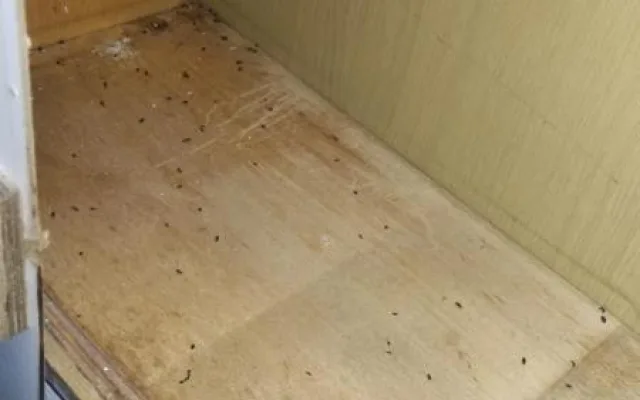Myší bobky mezi rohlíky. Inspektoři zavřeli samoobsluhu v Brně