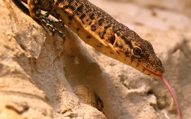 V hodonínské zoo mají nové přírůstky. Návštěvníci mohou vidět pár ohrožených varanů